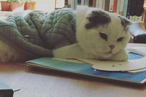 구혜선, 안재현과 이혼 못 하는 이유 “반려묘 데려가”[EN스타]