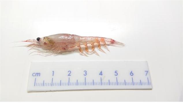 남극 크릴 성체 < 수산과학원 제공>