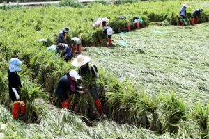 한 포기라도 더… 태풍 피해 복구 돕는 국립축산과학원 직원들