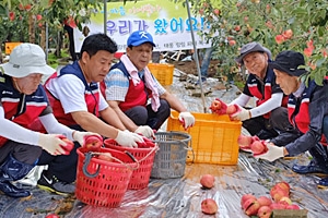 강릉시 자원봉사단, 충남지역 태풍 ‘링링’ 피해 농가에 도움의 손길