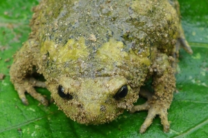 군포시, 멸종위기 맹꽁이 개체 수 보존·증식 나선다.