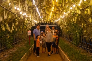 ‘양주 천만송이 천일홍 축제’ ··· 야간 개장