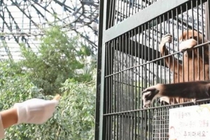 경기 광주서 ‘긴팔원숭이’ 50대 여성 공격