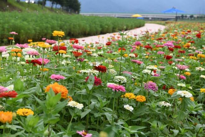 숯불구이 축제장 인근인 서천변 일대에는 수십만송이의 백일홍과 코스모스가 만개해 색다른 볼거리를 선사한다.