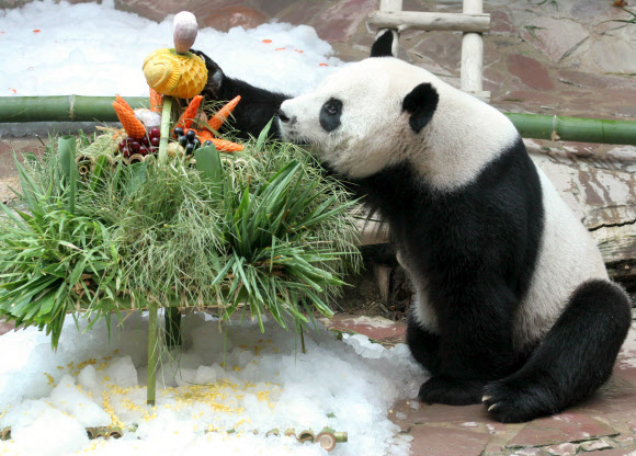 태국 치앙마이 동물원에서 지난 16일 의문의 주검으로 발견된 자이언트 판다 추앙추앙이 지난 2007년 8월 6일 혼자서 생일 축하 케이크를 들고 있다. AFP 자료사진 연합뉴스