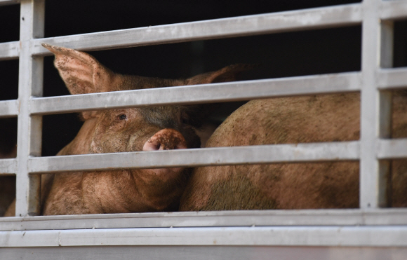 돼지 이동 중지 명령이 해제된 19일 인천 서구 한 도축장 계류장으로 돼지들이 들어가고 있다. 2019. 9. 19. 박윤슬 기자 seul@seoul.co.kr