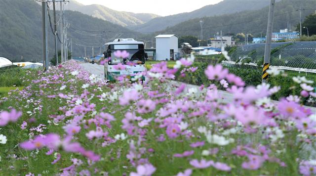 코스모스 핀 시골길