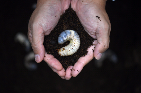 국립농업과학원 곤충사육동에서 김성현 연구사가 ‘장수애’라는 애칭을 갖고 있는 장수풍뎅이의 유충을 들어 보이고 있다. 고단백식품인 장수애는 귀여운 생김새 덕분에 애완용으로도 인기가 많다.