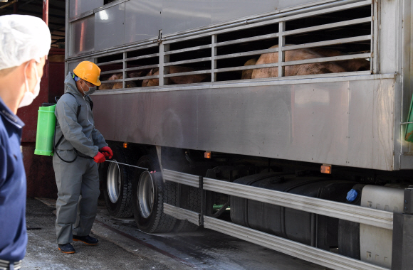 일시이동중지 조치가 해제된 19일 인천 서구의 한 도축장에서 관계자가 돼지를 실은 트럭이 들어가기 전 방역 작업을 하고 있다. 박윤슬 기자 seul@seoul.co.kr