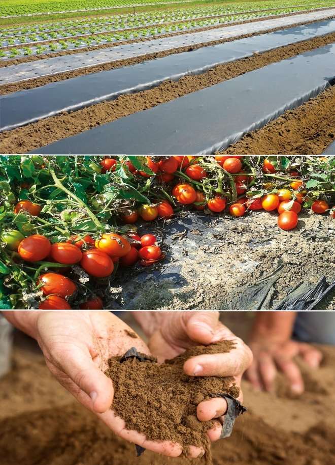 바스프의 친환경 농업용 멀칭필름 이코비오가 수거되지 않아도 토양에 분해돼 효율적인 해결책으로 조명받고 있다.