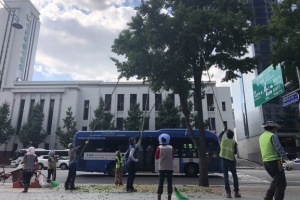 가을길 악취 주범 은행나무 사라진다