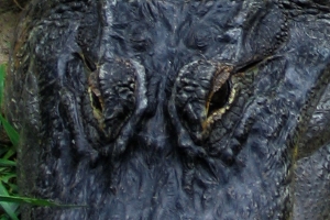 홍수로 실종된 악어 중 美 최대 괴물도