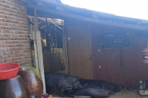 김포시 통진읍 고정리 양돈 농가서 ASF의심 신고