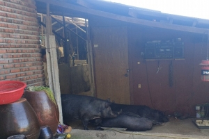 김포시 통진읍 고정리 양돈 농가서 13번째 ASF 발생