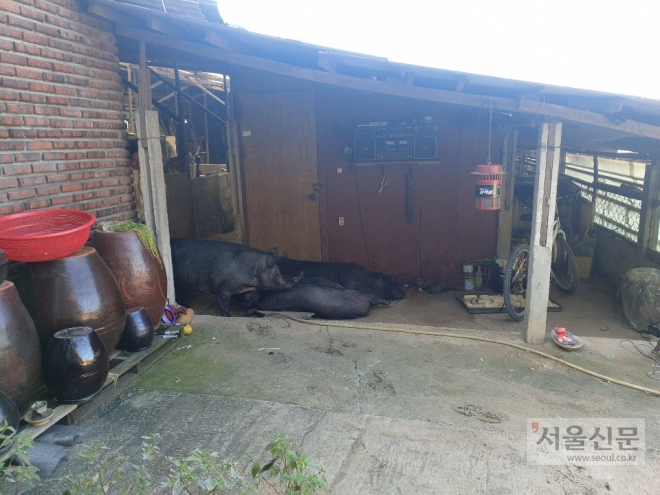 지난달 23일 발생한 아프리카돼지열병으로 김포 돼지농가에서 살처분당한 돼지들
