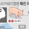 김포 통진읍 돼지열병 추가 확진…2만2525마리 살처분