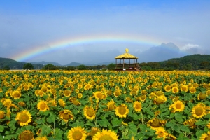 태풍 간 자리에 그림 같은 무지개