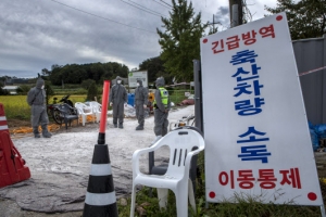 파주·김포 모든 돼지 없앤다