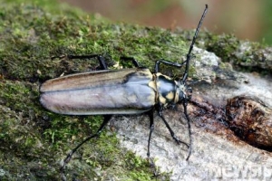 멸종위기 천연기념물 장수하늘소 광릉숲 이외 지역에서 첫 발견