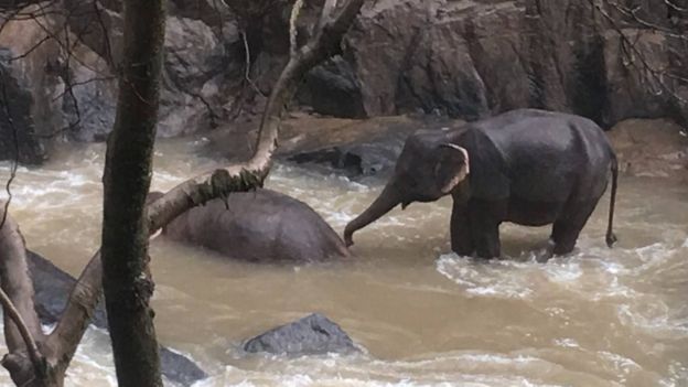 코끼리 여섯 마리가 참변을 당한 태국 카오 야이 국립공원 안 폭포 아래에서 살아 남은 코끼리 한 마리가 죽은 동료가 깨어나기를 기원하는 듯한 동작을 취하고 있다. 카오 야이 국립공원 제공 BBC 홈페이지 캡처