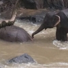 태국 폭포에 빠진 세살 코끼리 구하려다 여섯 마리 세상 떠나