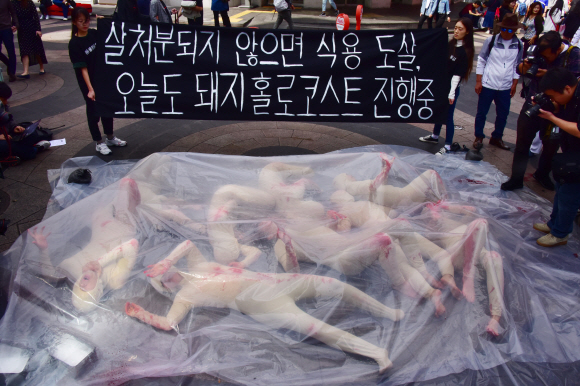 동물해방물결 회원들이 6일 오후 서울 중구 명동예술극장 앞에서 ‘살처분되지 않으면 도살되는 축산피해 동물의 현실을 알리는 퍼포먼스’를 펼치고 있다. 동물해방물결은 “이번 퍼포먼스에선 실제 살처분 당시 발생하는 돼지들의 울음소리와 함께 돼지로 분한 인간 퍼포머들이 대형 비닐 속에서 질식사하는 고통을 표현할 계획”이라며 “퍼포먼스 후 지나가는 시민에게 육식을 중단하고 채식을 권하는 탈육식 거리 캠페인도 펼칠 예정”이라고 밝혔다. 2019.10.6.     이종원 선임기자 jongwon@seoul.co.kr