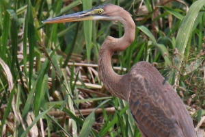 ‘붉은왜가리’ 1마리 의왕 왕송호에서 관찰