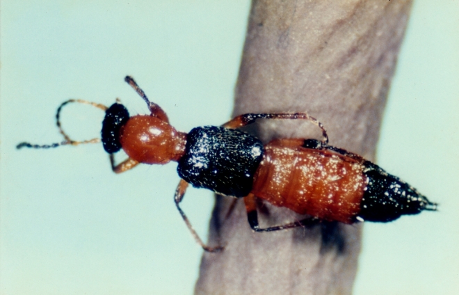 일명 ‘화상벌레’로 알려진 청딱지 개미 반날개.