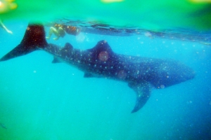 그 녀석이 다가왔다… 바다는 동화가 됐다