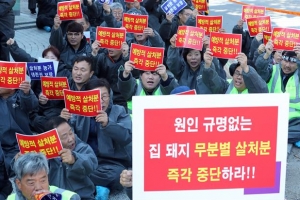 산지값 폭락·살처분 보상 찔끔… 양돈농가는 이중고