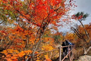 가을 단풍 구경, 헛걸음 말고 예약하고 가세요