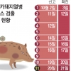 돼지열병 감염 멧돼지 11번째… 접경지역 축산농가 불안 고조
