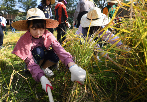 “수확의 기쁨 느꼈어요” 어린이 농부의 벼베기
