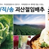 산지직송 괴산 절임배추, 괴산장터서 사전 예약 할인 이벤트 실시