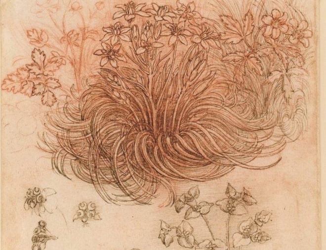 엘리자베스 2세 영국 여왕이 흔쾌히 내줘 다빈치 사망 500주기 특별전에 전시되는 ‘베들레헴의 별과 다른 식물들’. 로열 콜렉션 트러스트 제공