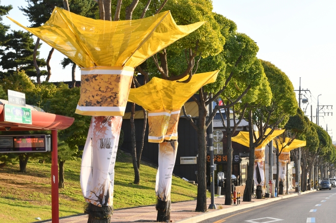 수원시가 은행나무 악취 민원을 해결하기 위해 시내 곳곳에 설치한 은행열매 수집망. 