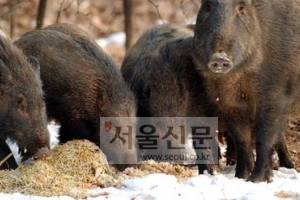 “멧돼지 포획 포상금 인상해 달라”…SF 발생에 따른 정부 긴급대책