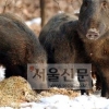 “멧돼지 포획 포상금 인상해 달라”…SF 발생에 따른 정부 긴급대책