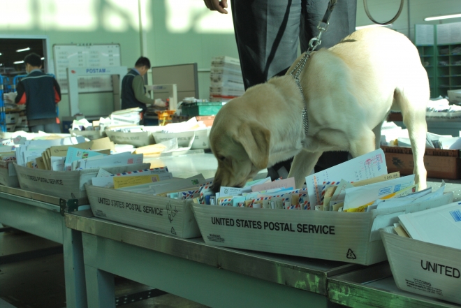 마약탐지견이 해외 우편물에서 마약 검사를 하고 있다. 관세청 제공