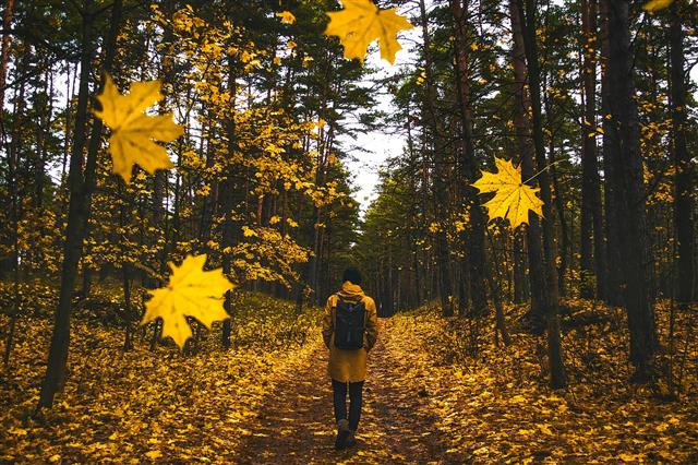 나무들이 하나둘 색깔을 바꾸며 이파리를 떨구는 가을이 되면 낮의 길이가 짧아져 일조량이 줄어들면서 세로토닌, 멜라토닌, 각종 남성 호르몬의 분비가 함께 줄어 계절성 기분장애(우울감)를 느끼는 ‘추남’(秋男)들이 늘어난다. 픽사베이 제공