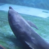 동물해방물결, 폐사 잇따르는 울산 고래생태체험관은 ‘돌고래 정신병원’
