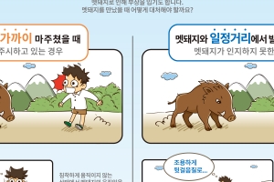 부산에 멧돼지 출몰…1마리 죽고 5마리 도주