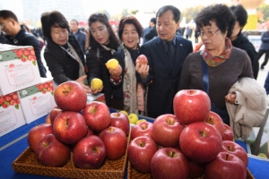한 상자에 5000원… 서울시청광장은 경북사과와 열애 중