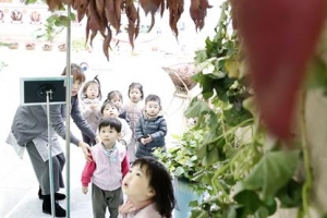고구마가 매달려 있네?