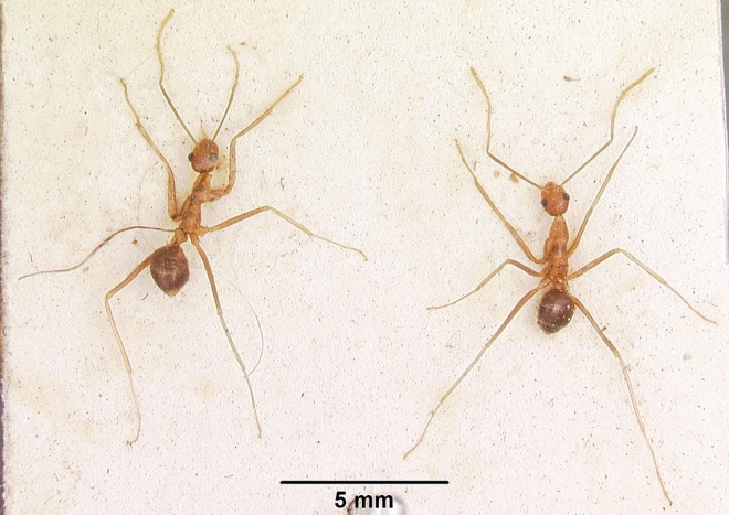 노랑미친개미(Anoplolepis gracilipes)  위키피디아