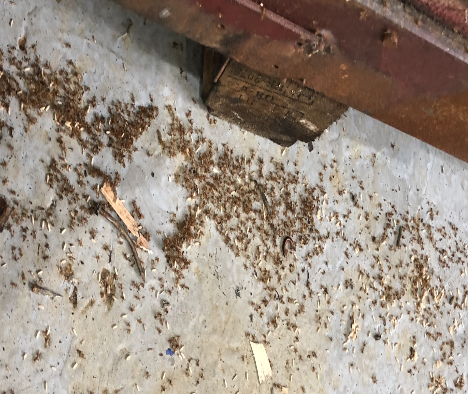 노랑미친개미가 발견된 인천 서구의 한 업체의 현장 사진.  인천시 제공