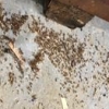 인천 물류센터에서 또 생태교란 외래 개미 발견
