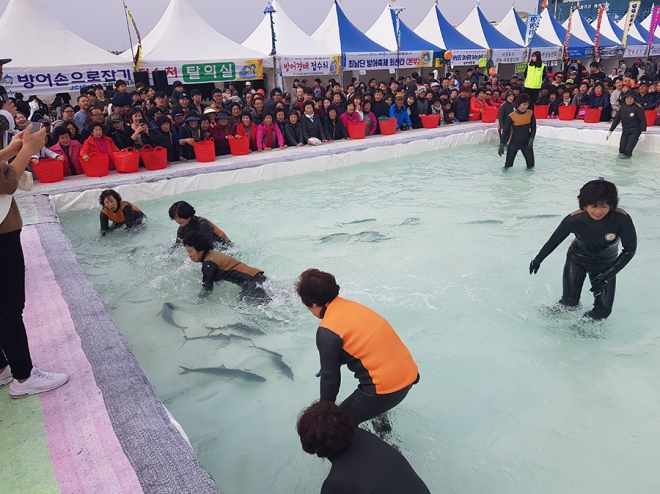 제주 방어축제의 백미인 맨손으로 방어잡기 모습(최남단방어축제위원회 재공)