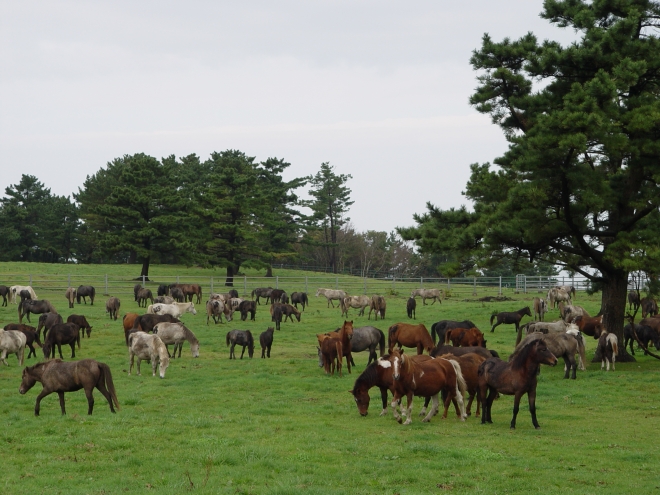 일반에 분양되는 천연기념물인 제주마 모습(제주도 제공)