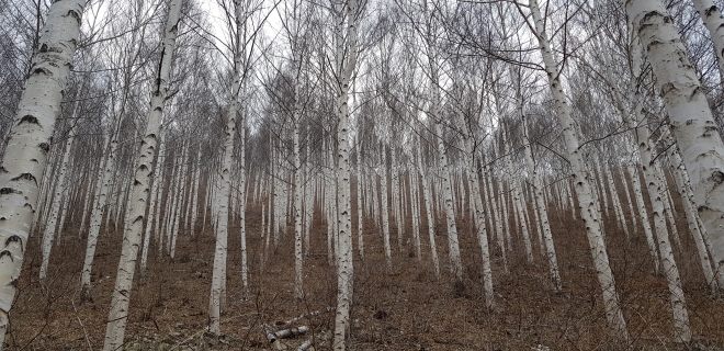 영양군 수비면 죽파 자작나무 숲 전경. 경북도 제공
